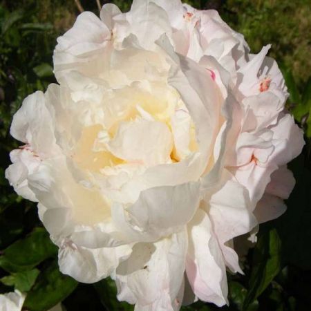 Shirley Temple Peony
