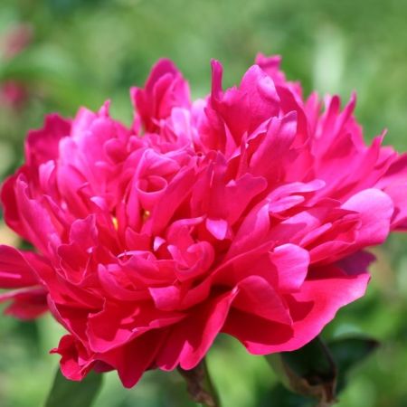 Peony