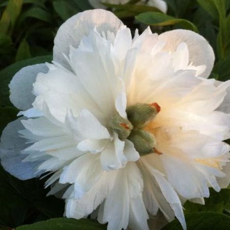 White Peony
