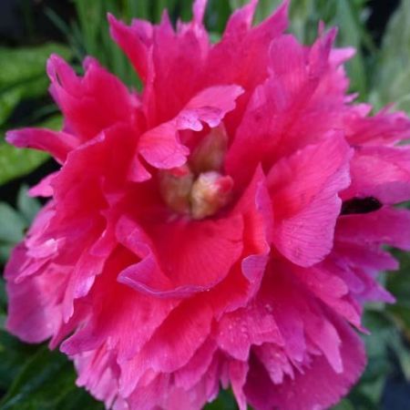 Common Peony (Double Pink)