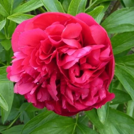 Common Peony (Double Red Peony)