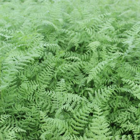 Bracken fern