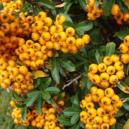 Firethorn