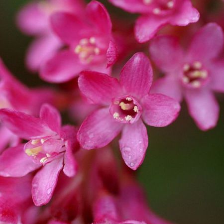 Flowering Currant