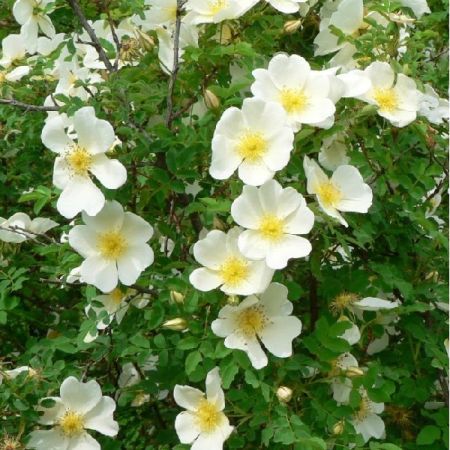 Burnet Rose