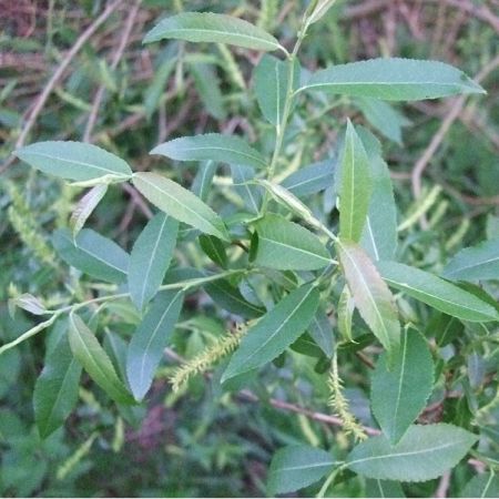 Almond willow