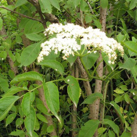 Elder