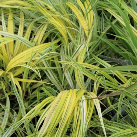 Hakone grass 'Aureola'