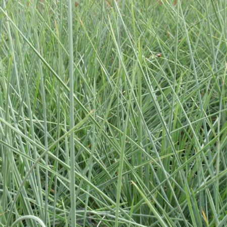 Blue Oat Grass ‘Saphirsprudel’