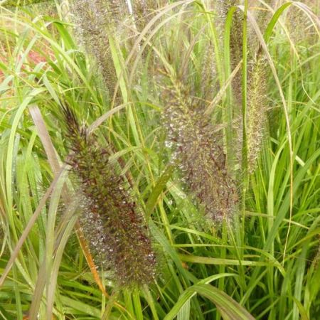 Fountain Grass  'Black Beauty'