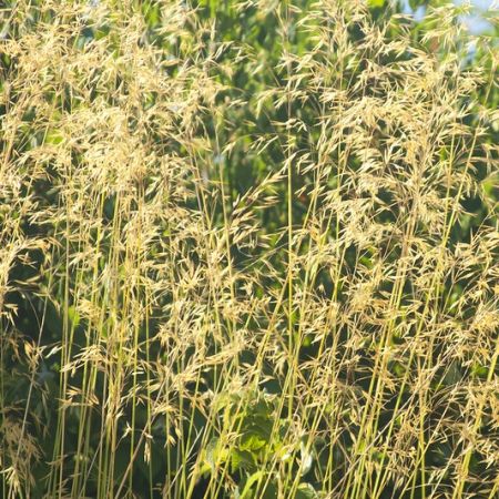 Giant feather grass