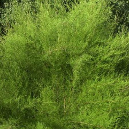 Tamarisk