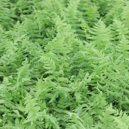 Marsh Fern