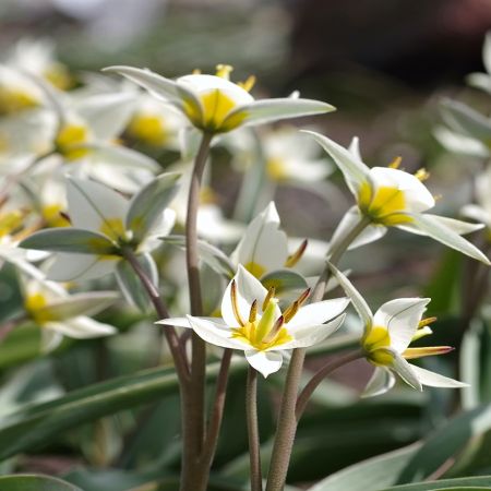 50 × Turkestan tulips