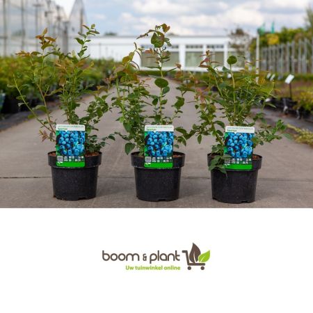 Blueberry 'Spartan'
