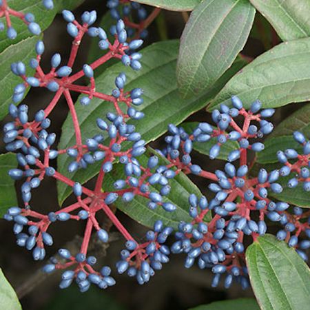 David Viburnum