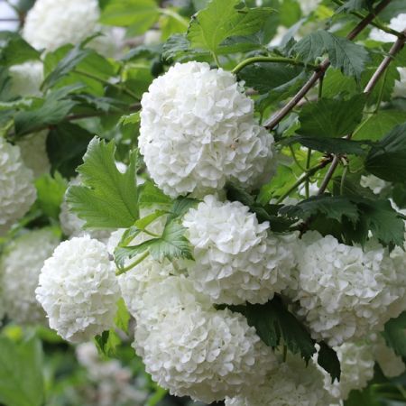 Guelder Rose