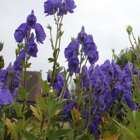 Monkshood