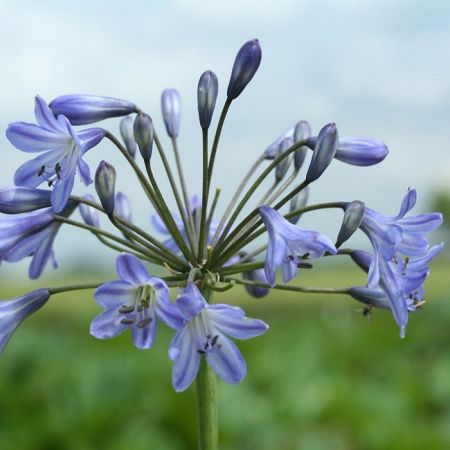 Agapanthus 'Blue Triumphator'