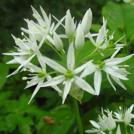 Wild garlic