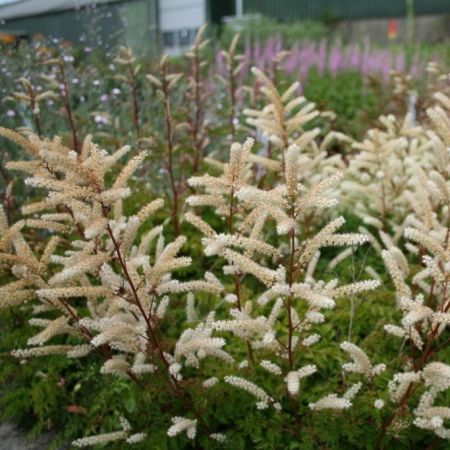 Dwarf goatsbeard