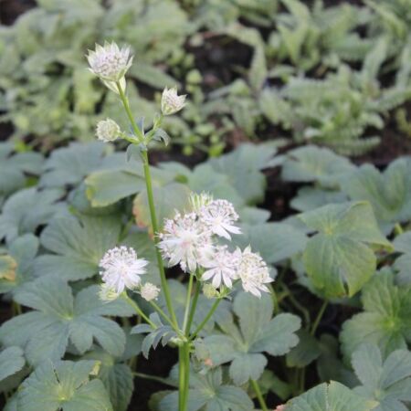 Masterwort