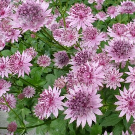 Great Masterwort ‘Roma’