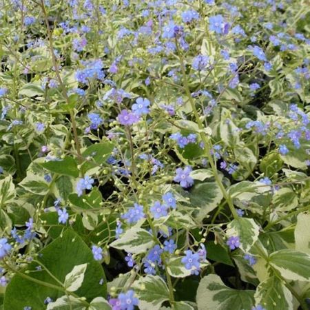 Siberian bugloss 'Variegata'