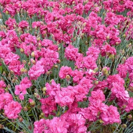 Cottage Pink