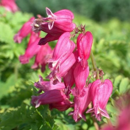 Pacific Bleeding-Heart ‘Luxuriant’