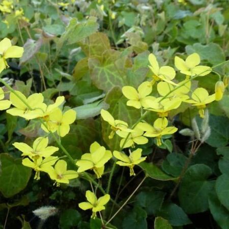 Perralder'S Barrenwort
