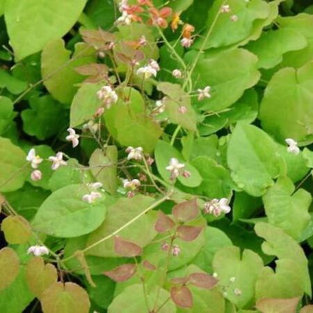 Hairy Barrenwort