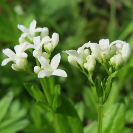 Sweet Woodruff