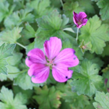 Cranesbill 'Russell Prichard'