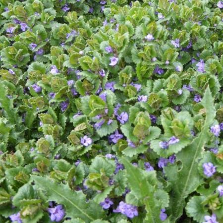 Ground-ivy