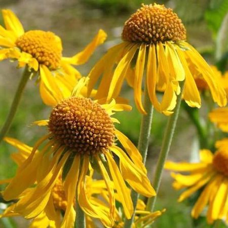 Hoopes' Sneezeweed