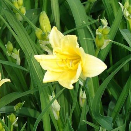 Yellow Daylily