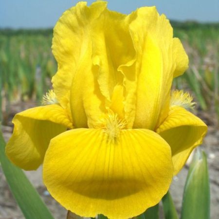 Dwarf Iris ‘Brassie’