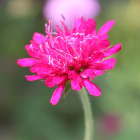Macedonian Scabious