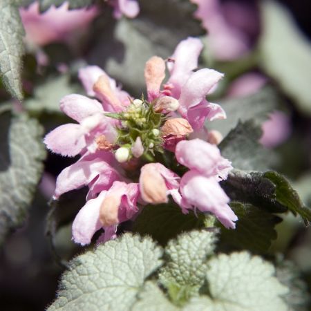 Spotted Dead-Nettle 'Pink Pewter'