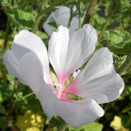 Tree Mallow 'Frederique'