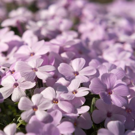 Phlox 'Crackerjack'