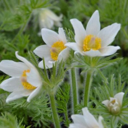 White Pasque Flower 'Alba'