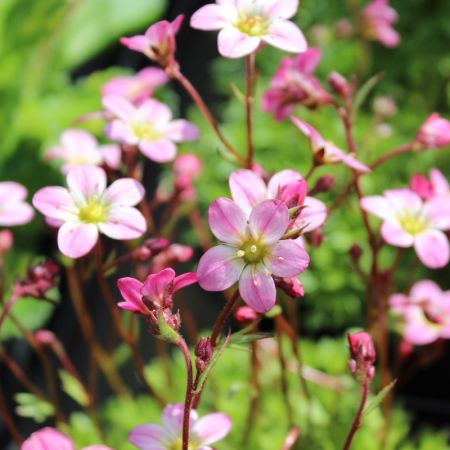 Saxifrage 'Purpurteppich'