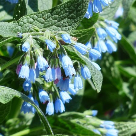 Blue Comfrey