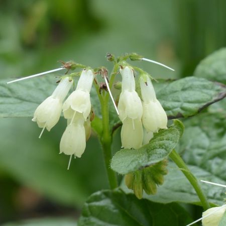 Creeping Comfrey