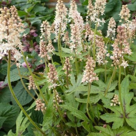 Foamflower 'Skeleton Key'