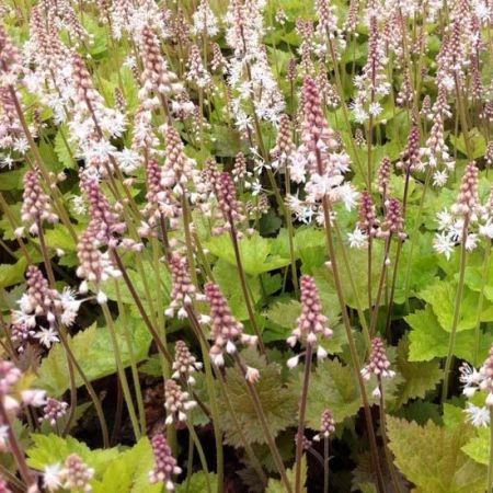 Foamflower 'Tiger Stripe'