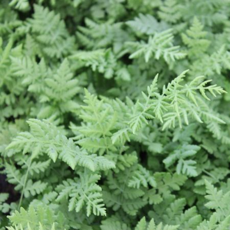 Blunt-Lobed Woodsia